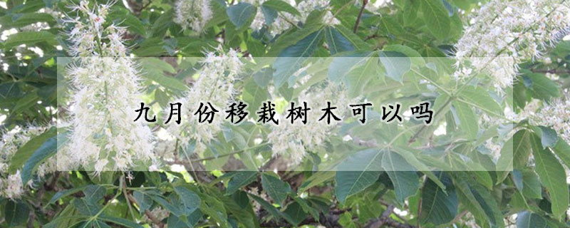 九月份移栽树木可以吗