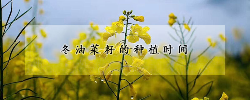 冬油菜籽的种植时间