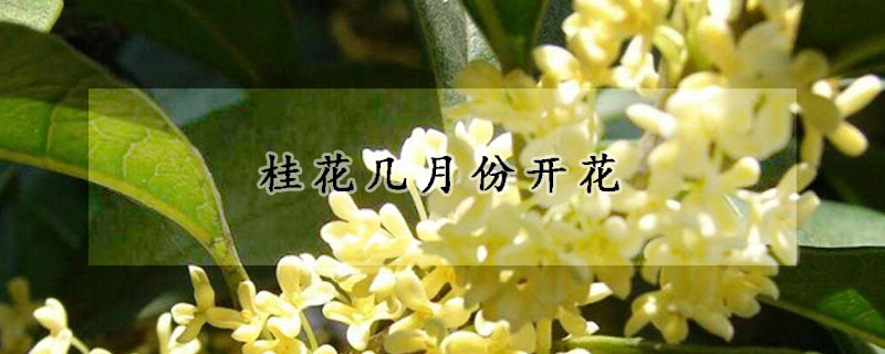 桂花几月份开花