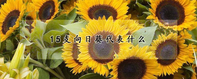 15支向日葵代表什么