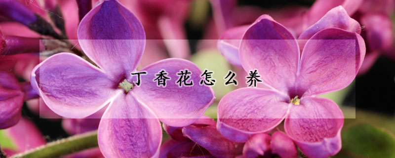 丁香花怎么养