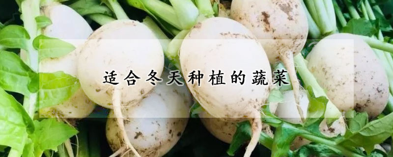 适合冬天种植的蔬菜