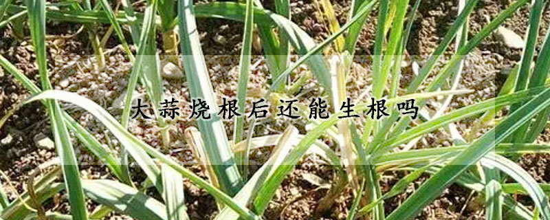 大蒜烧根后还能生根吗