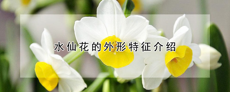 水仙花的外形特征介绍