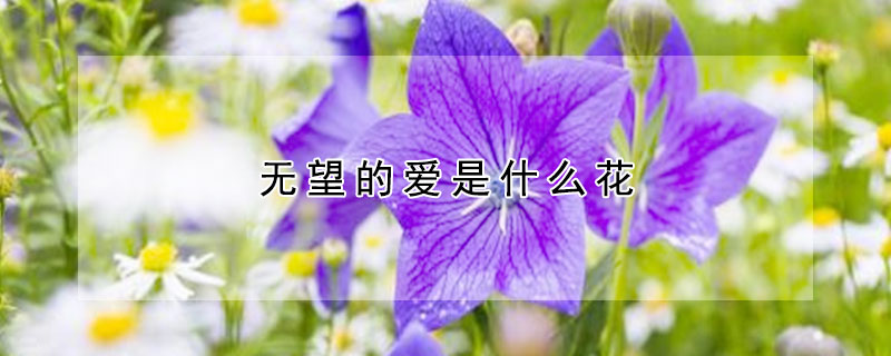 无望的爱是什么花