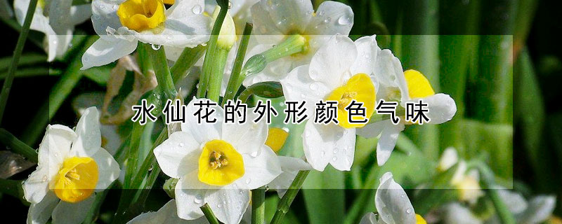 水仙花的外形颜色气味