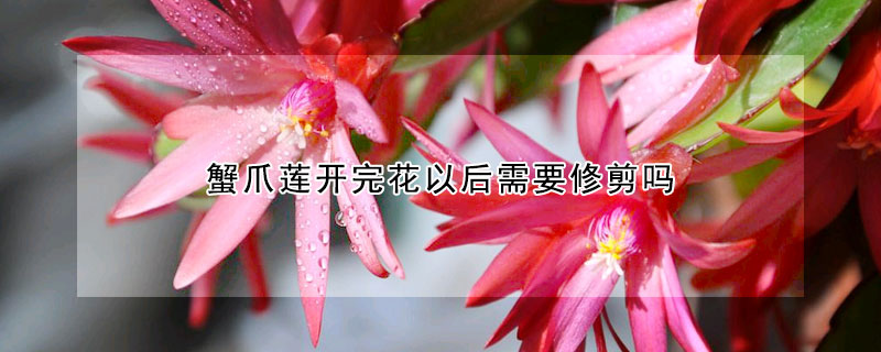 蟹爪莲开完花以后需要修剪吗