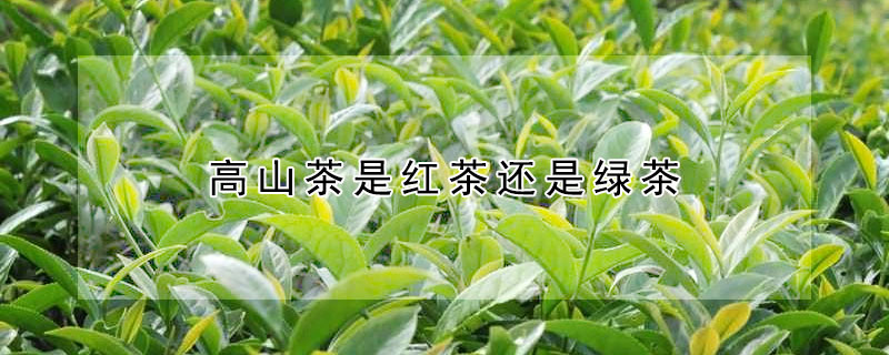 高山茶是红茶还是绿茶