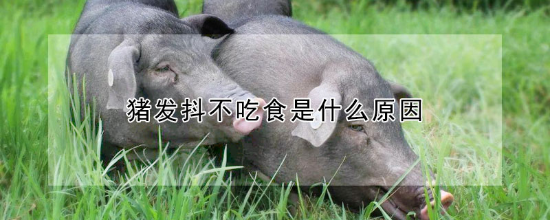 猪发抖不吃食是什么原因