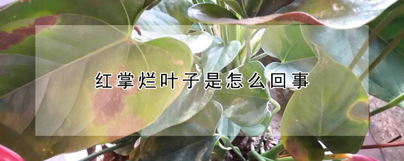 红掌烂叶子是怎么回事