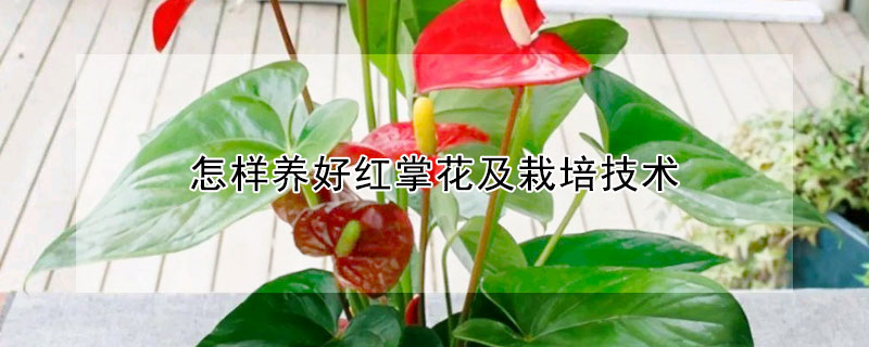 怎样养好红掌花及栽培技术