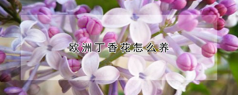 欧洲丁香花怎么养