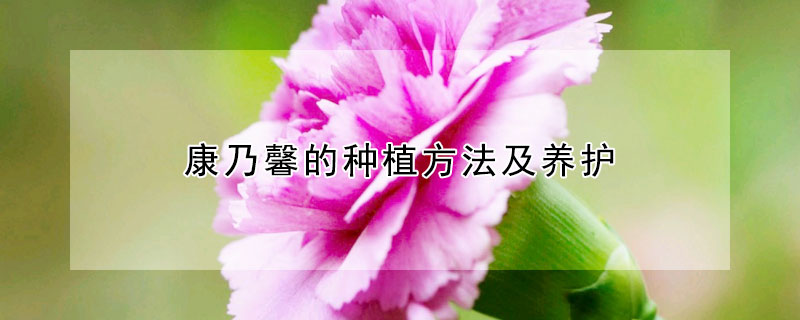 康乃馨的种植方法及养护