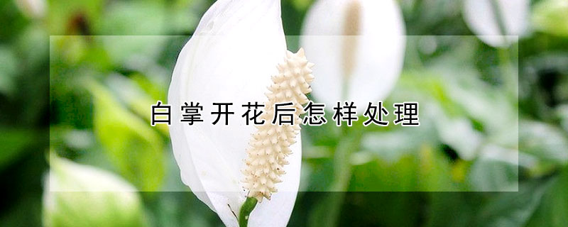 白掌开花后怎样处理