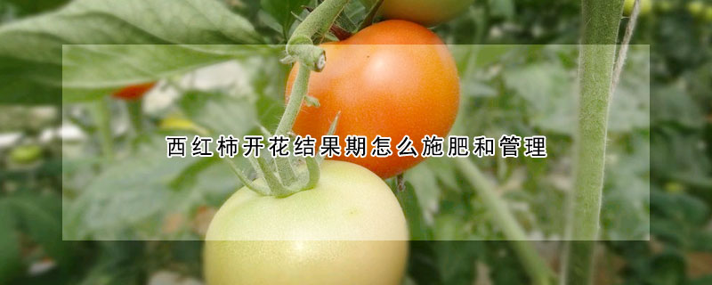 西红柿开花结果期怎么施肥和管理