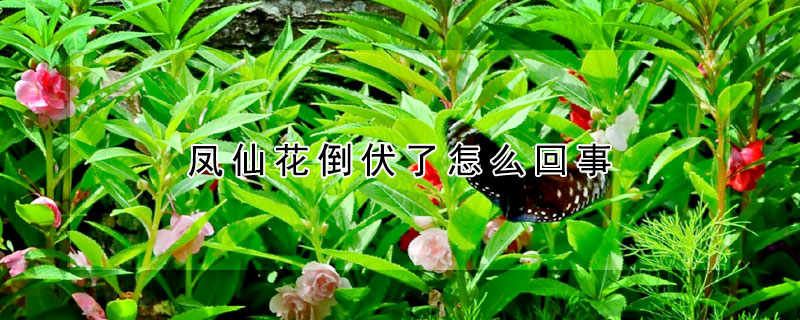 凤仙花倒伏了怎么回事