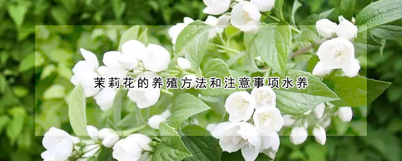 茉莉花的养殖方法和注意事项水养