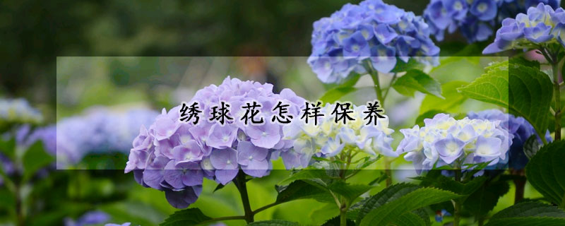 绣球花怎样保养