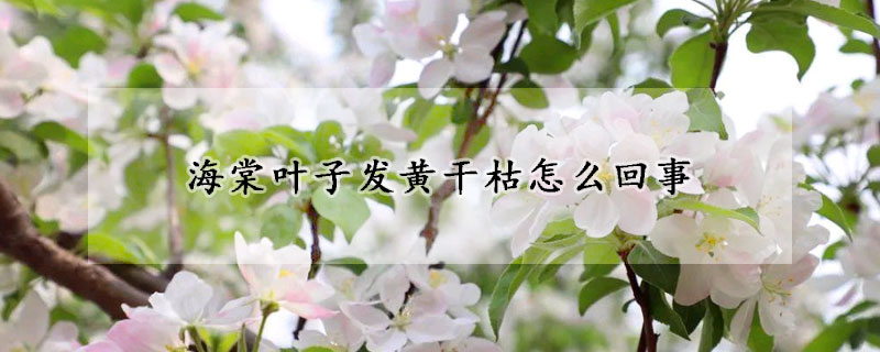海棠叶子发黄干枯怎么回事 蓝妖花园