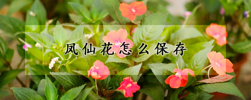 凤仙花怎么保存