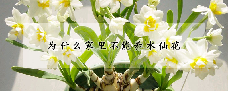 为什么家里不能养水仙花