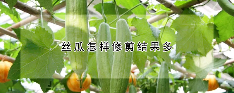 丝瓜怎样修剪结果多