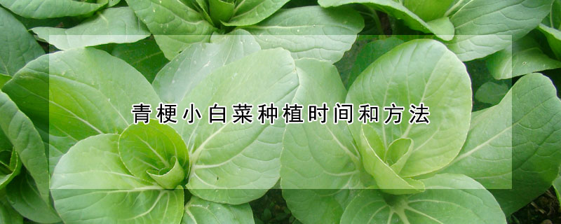 青梗小白菜种植时间和方法