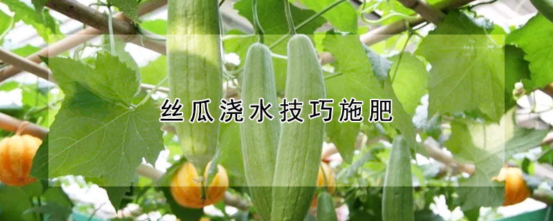 丝瓜浇水技巧施肥