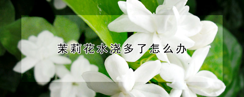 茉莉花水浇多了怎么办