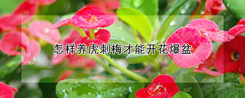 怎样养虎刺梅才能开花爆盆