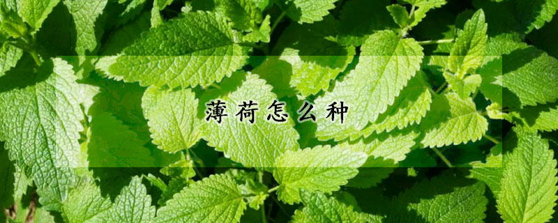 薄荷怎么种