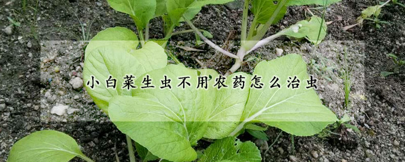 小白菜生虫不用农药怎么治虫