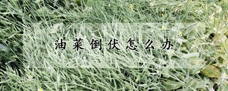 油菜倒伏怎么办