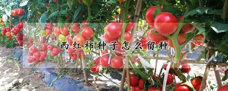 西红柿种子怎么留种