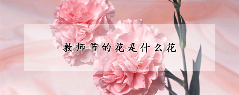 教师节的花是什么花