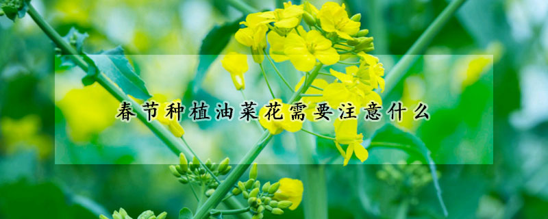 春节种植油菜花需要注意什么