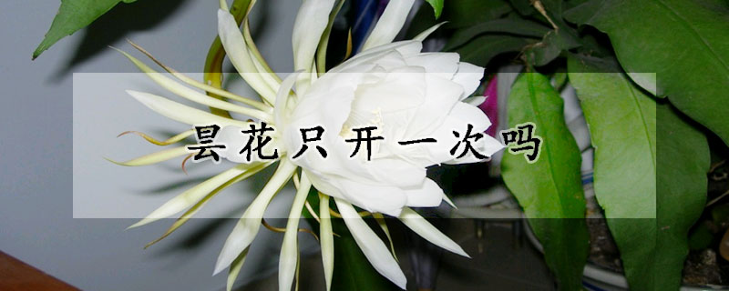 昙花只开一次吗