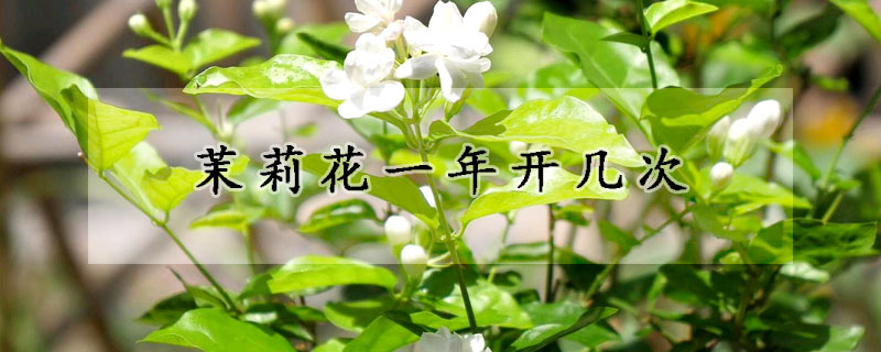 茉莉花一年开几次