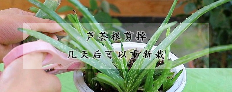 芦荟根剪掉几天后可以重新栽