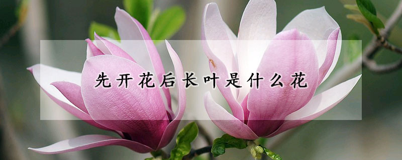 先开花后长叶是什么花