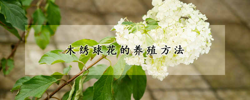 木绣球花的养殖方法