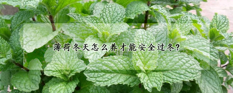 薄荷冬天怎么养才能安全过冬?