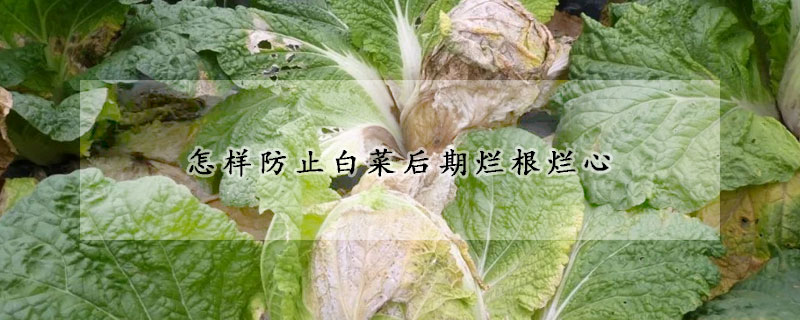 怎样防止白菜后期烂根烂心