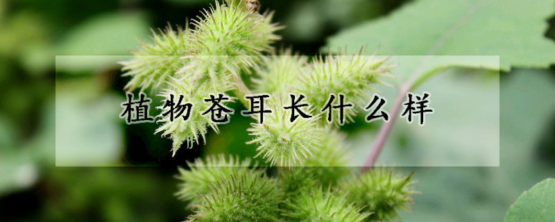 植物苍耳长什么样