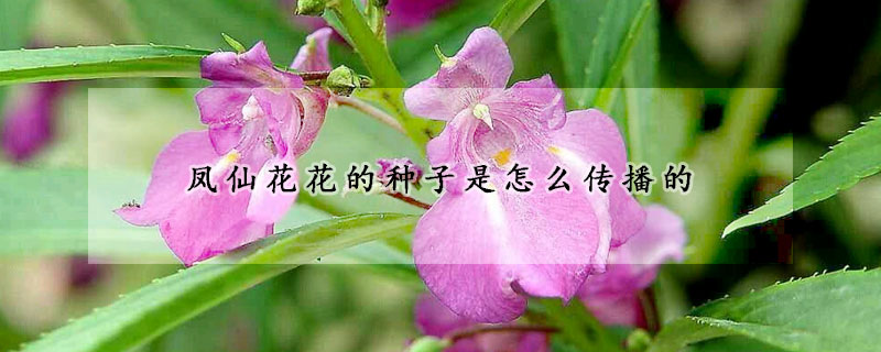 凤仙花花的种子是怎么传播的