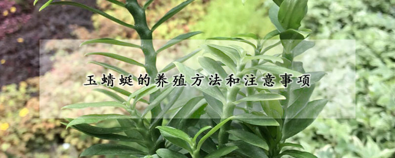 玉蜻蜓的养殖方法和注意事项