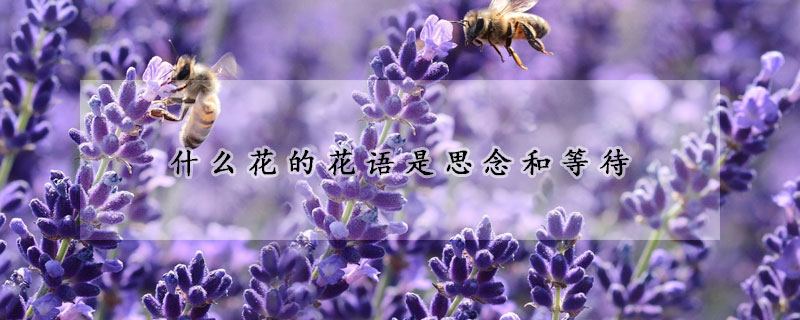 什么花的花语是思念和等待