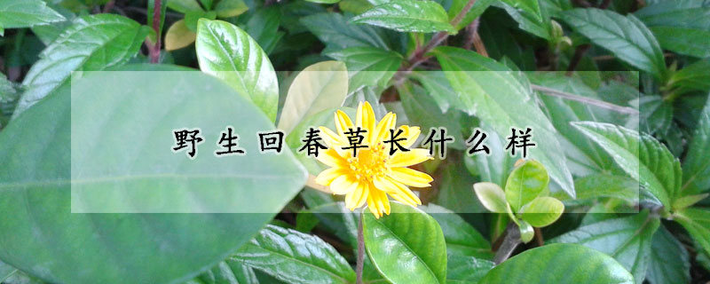 野生回春草长什么样