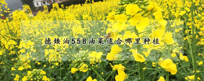 德矮油558油菜适合哪里种植