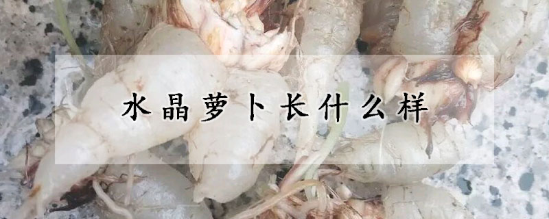 水晶萝卜长什么样